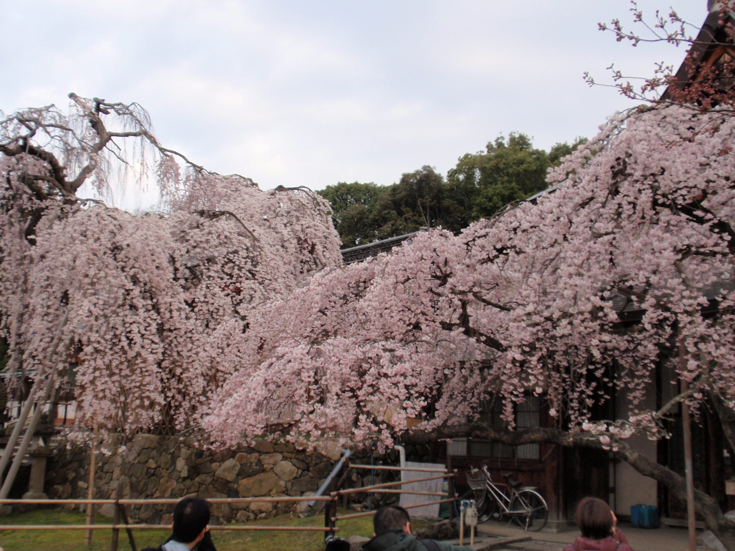 氷室神社の枝垂れ桜