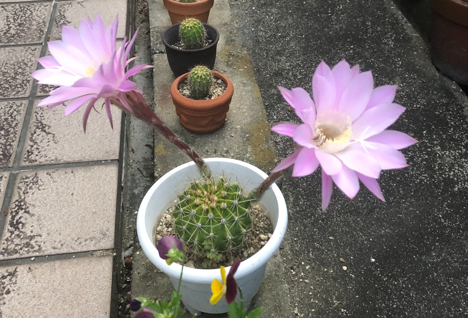 サボテンの花