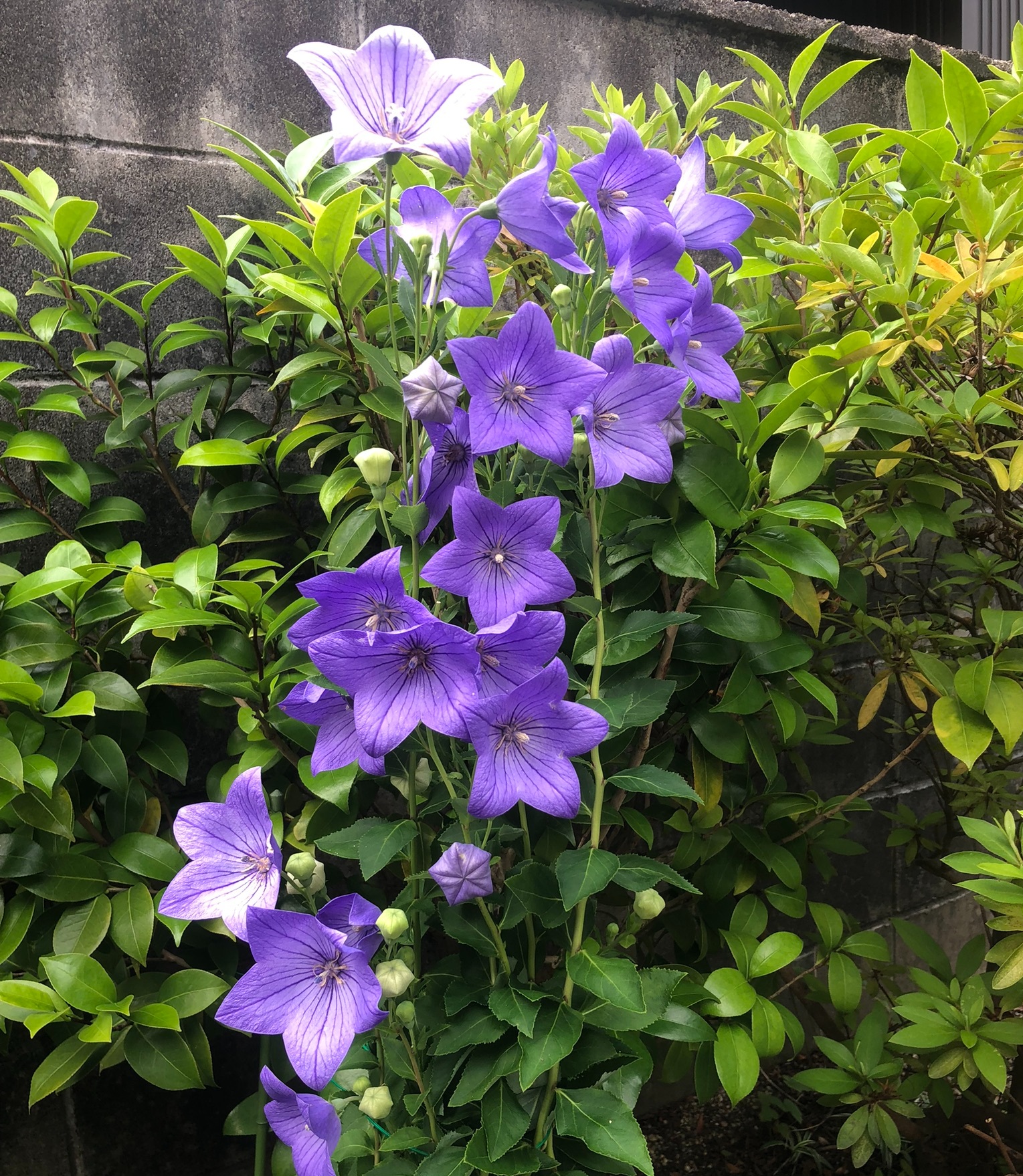 庭に咲く桔梗
